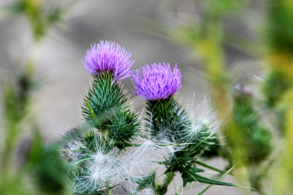Plant, Thistle, Silybum, Flowering Plant