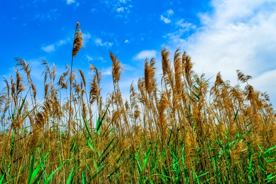 Sky, Crop, Grass Family, Field