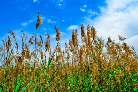 Sky, Crop, Grass Family, Field photo