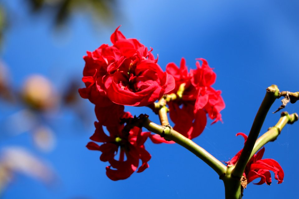 Blossom, Branch, Sky, Spring