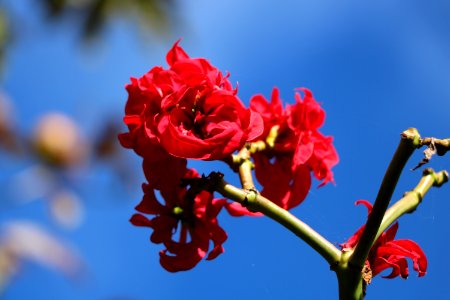 Blossom, Branch, Sky, Spring photo