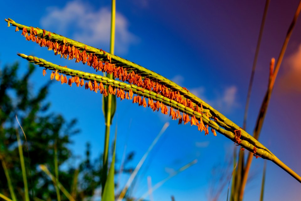 Sky, Grass Family, Close Up, Flora