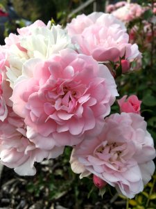 Flower, Plant, Pink, Rose