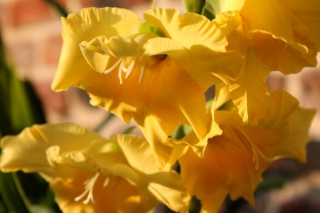 Flower, Yellow, Flowering Plant, Plant