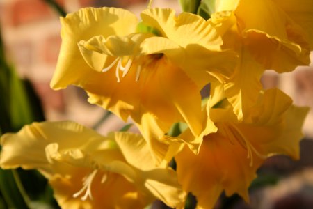 Flower, Yellow, Flowering Plant, Plant photo