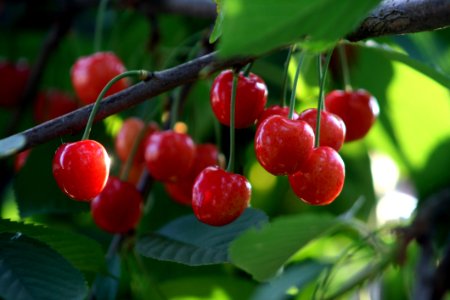 Cherry, Fruit, Berry, Schisandra photo