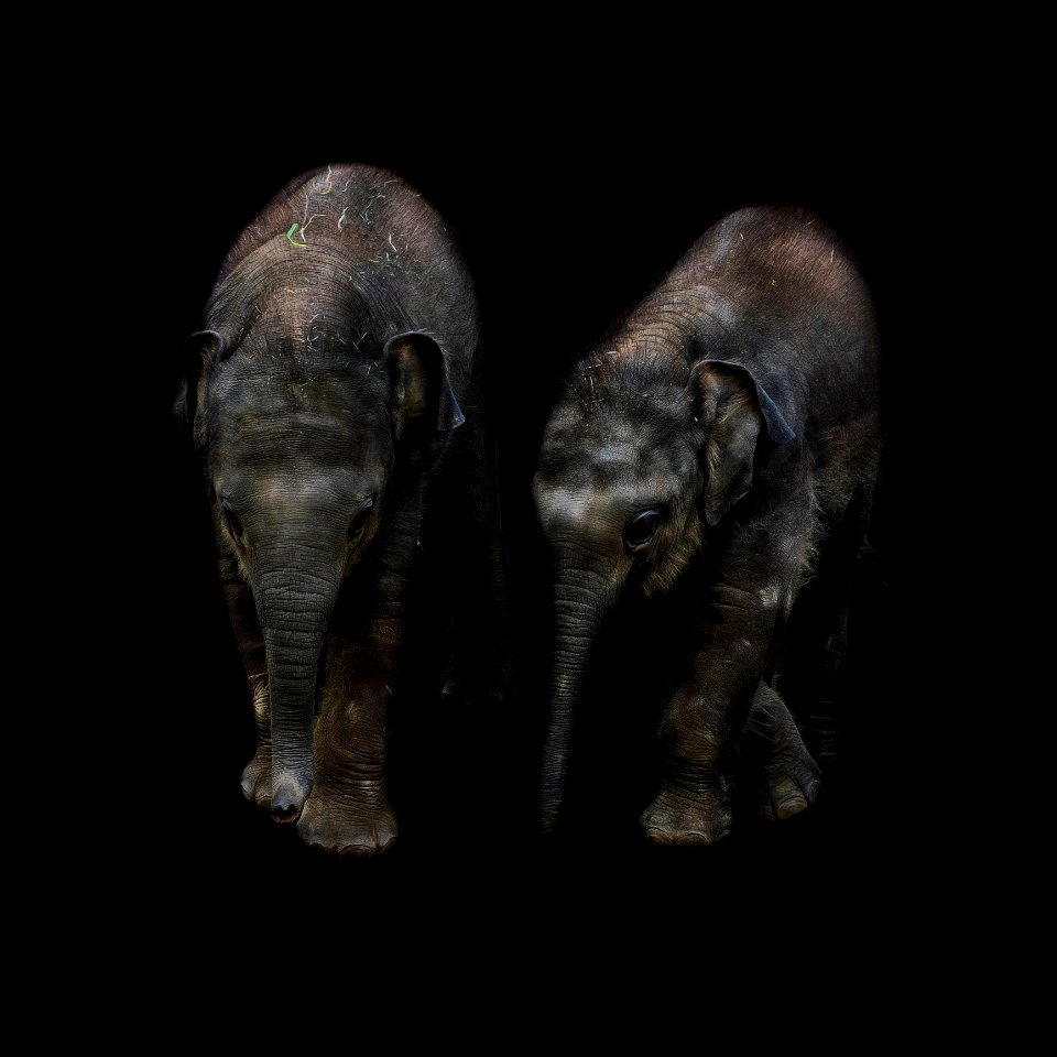 Elephants And Mammoths, Elephant, Indian Elephant, Mammal