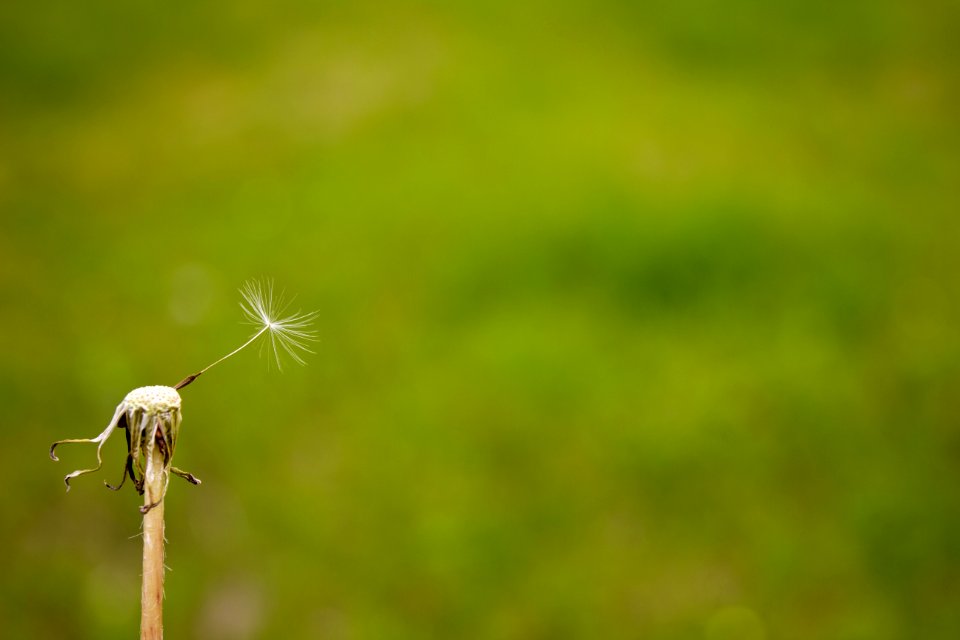 Green, Grassland, Grass, Insect