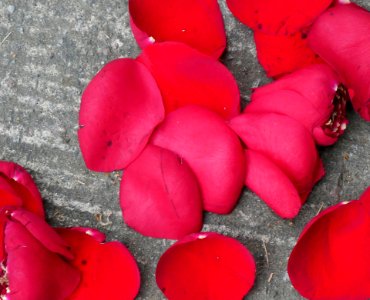 Red, Petal, Flower, Rose