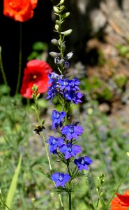 Flower, Plant, Flora, Flowering Plant