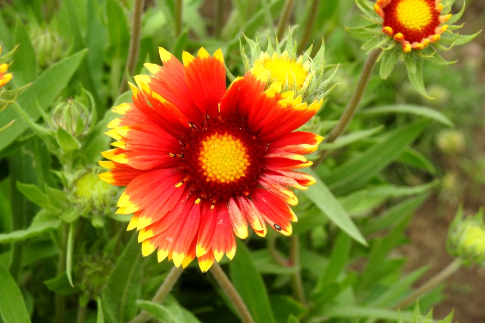 Flower, Blanket Flowers, Plant, Wildflower