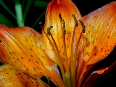 Flower, Lily, Yellow, Flora photo