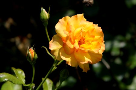 Flower, Rose Family, Flowering Plant, Yellow