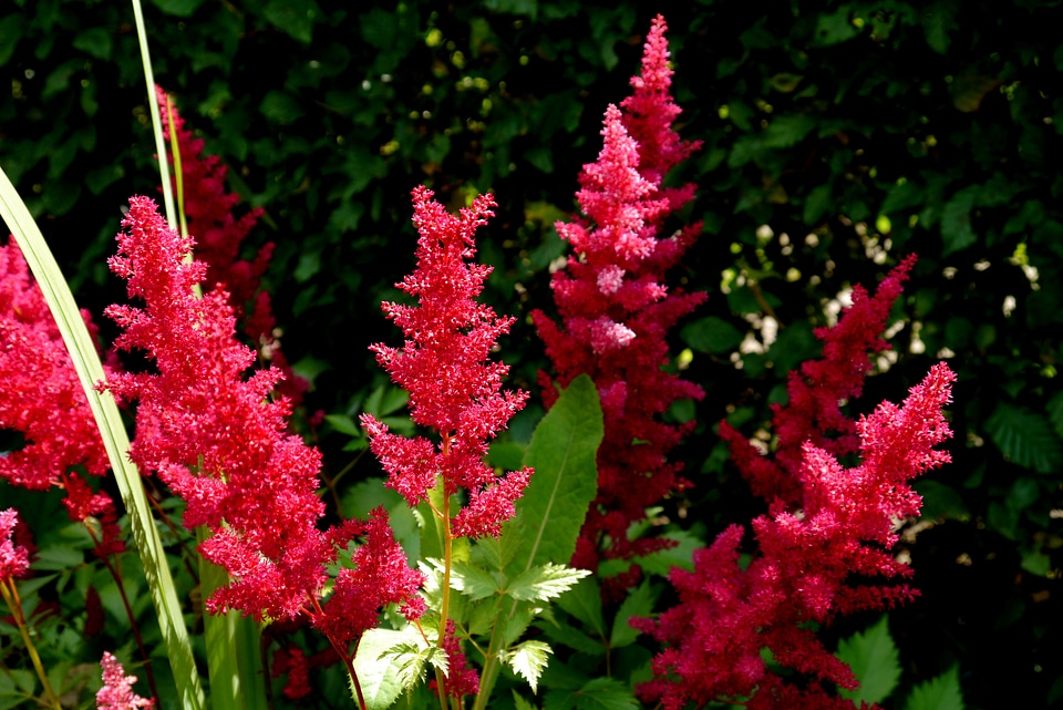 Summer sun flowers garden