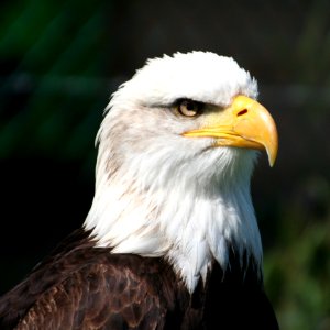 Bird, Beak, Bird Of Prey, Eagle photo