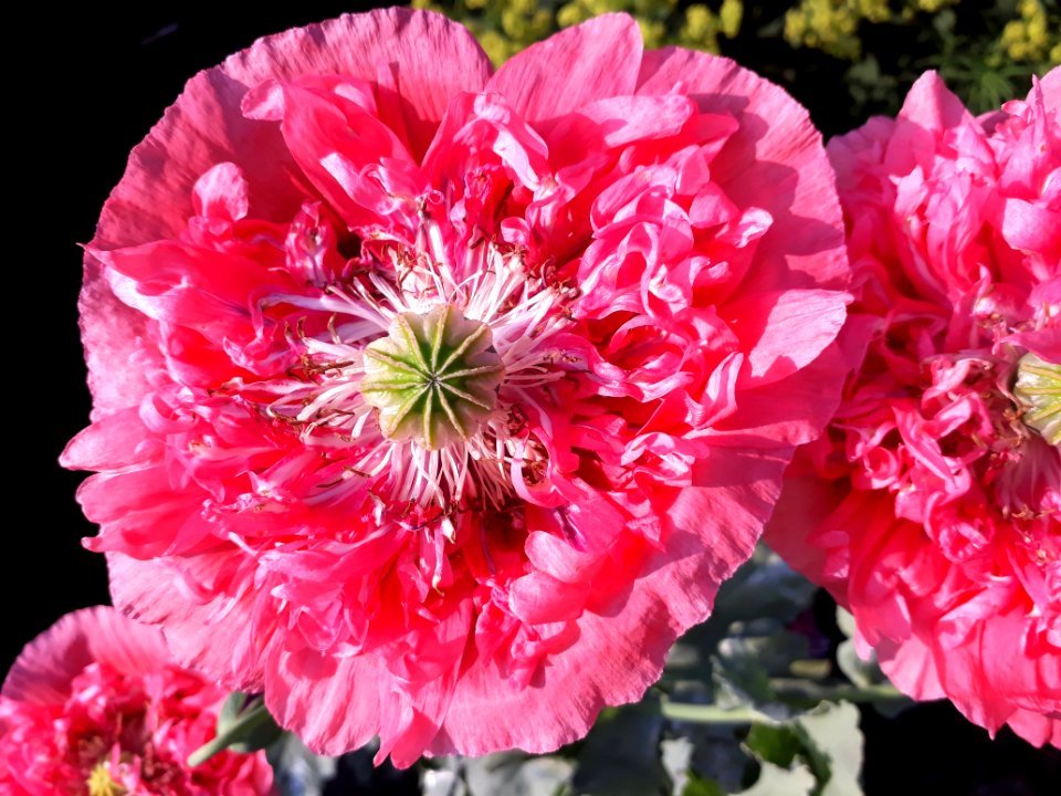 Flower, Pink, Plant, Flowering Plant