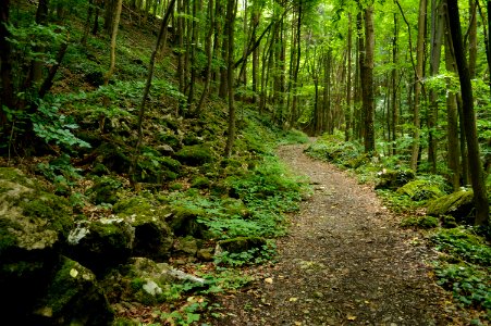 Vegetation, Forest, Ecosystem, Nature Reserve