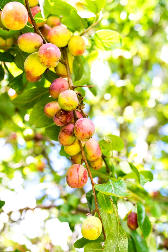 Fruit, Fruit Tree, Branch, Cherry