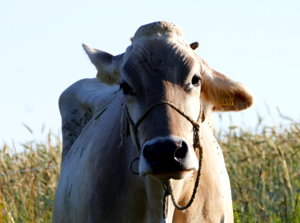 Cattle Like Mammal, Dairy Cow, Pasture, Fauna
