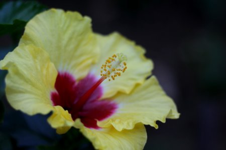 Flower, Yellow, Flowering Plant, Hibiscus