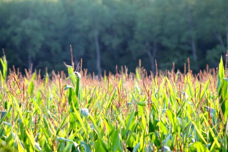 Grass, Field, Vegetation, Crop