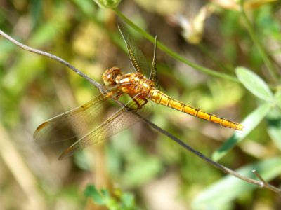 Insect, Dragonfly, Invertebrate, Fauna