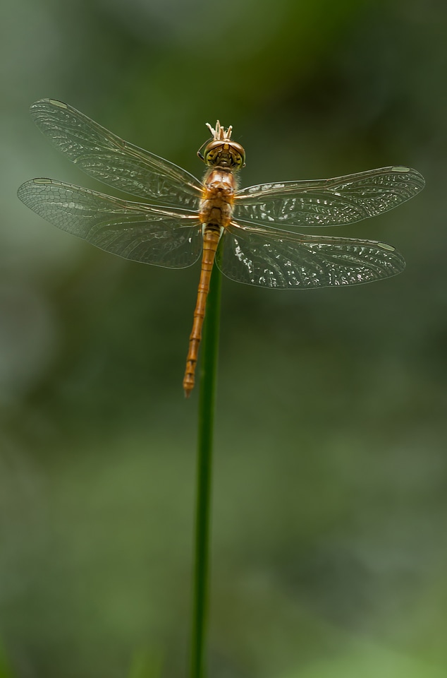 Insect flight insect dragonflies