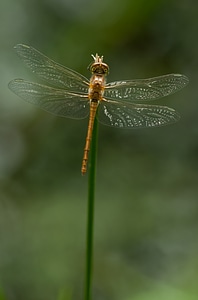 Insect flight insect dragonflies photo