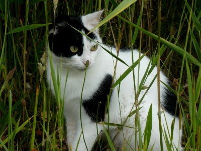Cat, Fauna, Whiskers, Grass photo