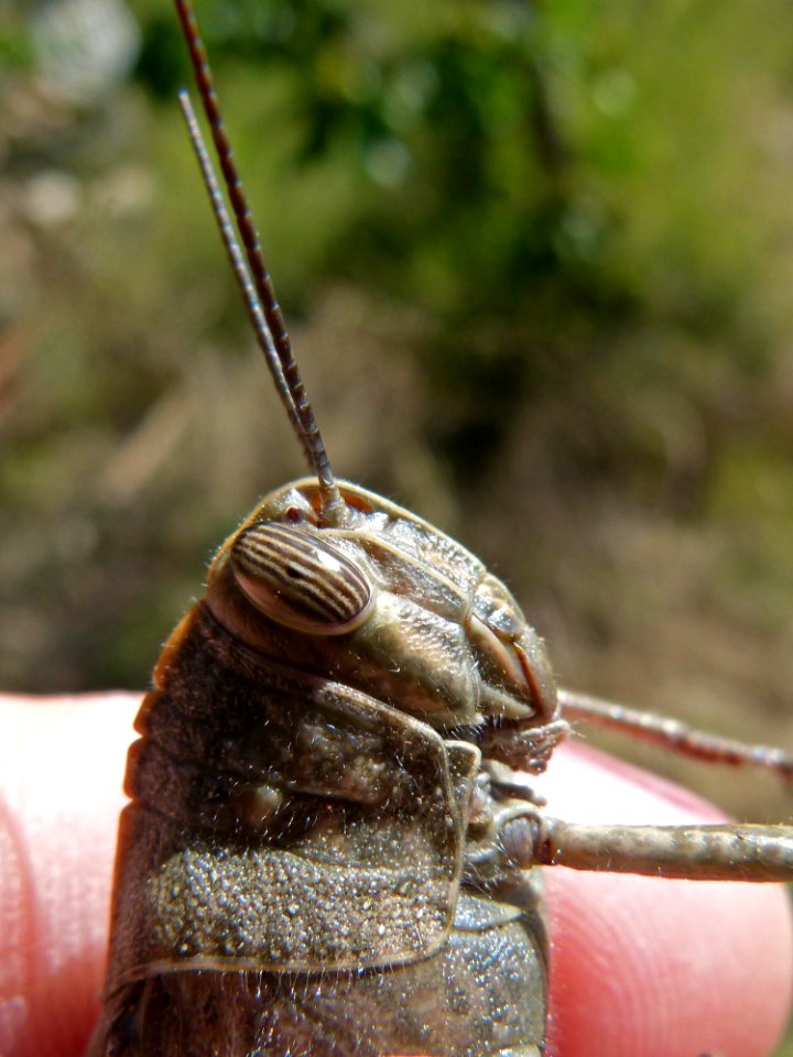 Insect, Invertebrate, Fauna, Close Up