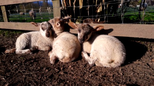 Sheep, Fauna, Goats, Livestock