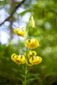 Flower, Flora, Yellow, Plant photo