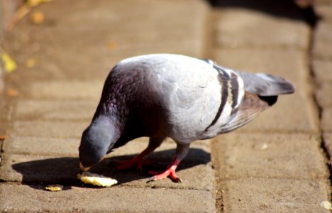 Beak, Bird, Fauna, Pigeons And Doves