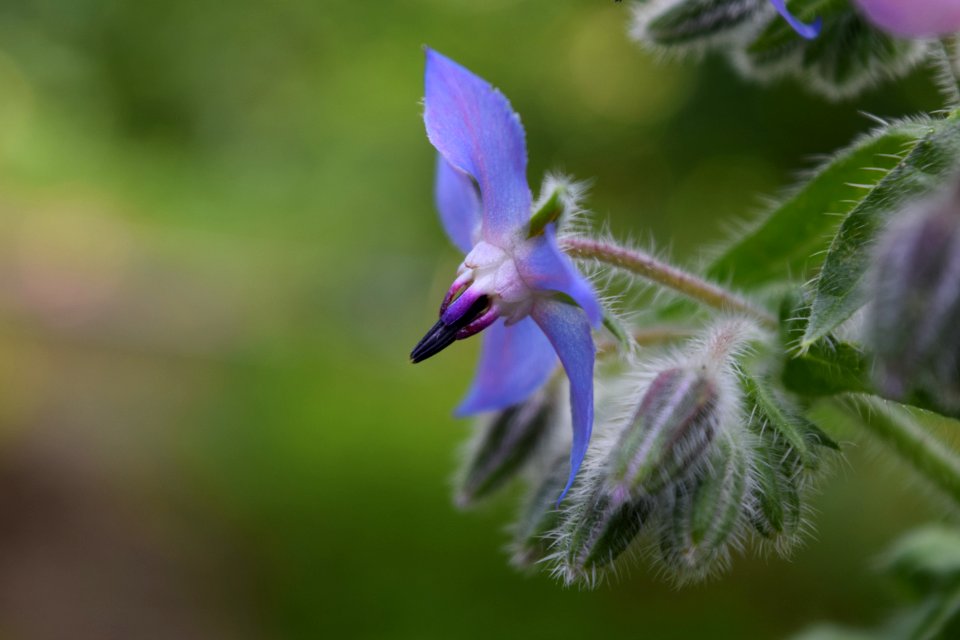 Flora, Plant, Flower, Flowering Plant