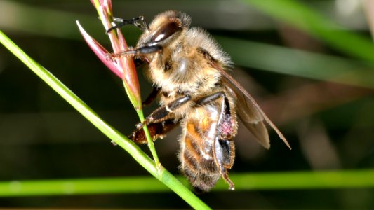 Insect, Bee, Honey Bee, Membrane Winged Insect photo