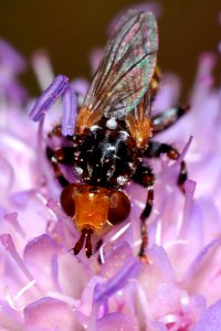 Insect, Honey Bee, Bee, Macro Photography photo