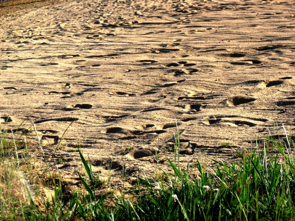 Grass, Field, Grass Family, Soil