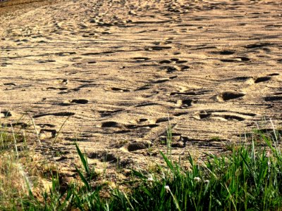 Grass, Field, Grass Family, Soil