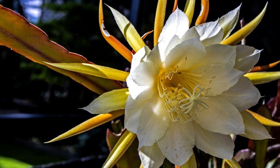 Plant, Flower, Flowering Plant, Epiphyllum
