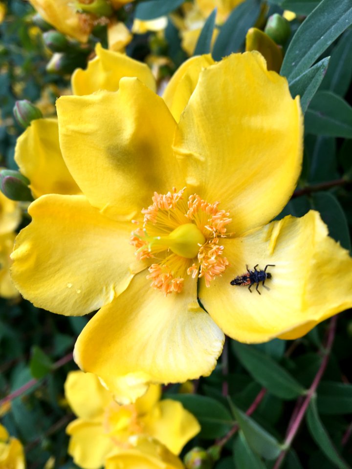 Flower, Yellow, Flora, Wildflower