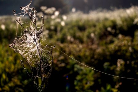 Spider Web, Water, Moisture, Grass