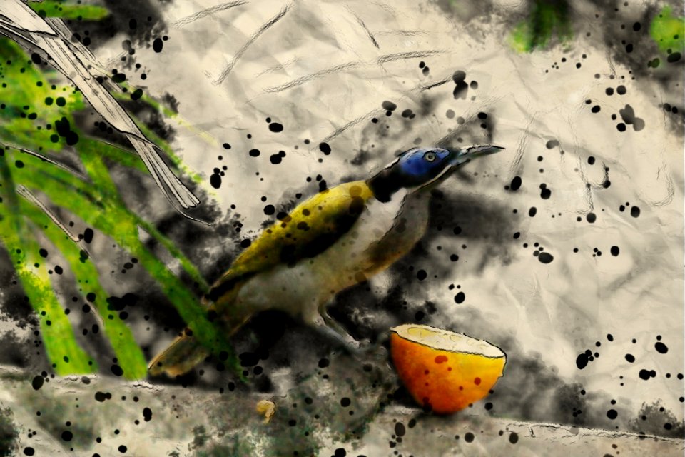 Fauna, Bird, Beak, Organism