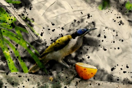 Fauna, Bird, Beak, Organism photo