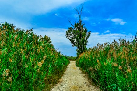 Ecosystem, Vegetation, Sky, Field