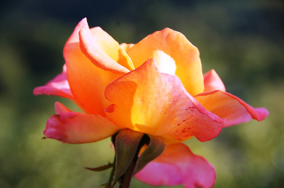 Flower bloom spring