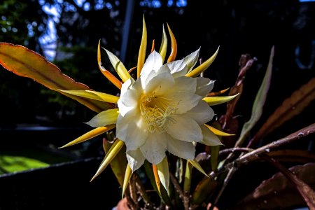 Flower, Plant, Flowering Plant, Flora