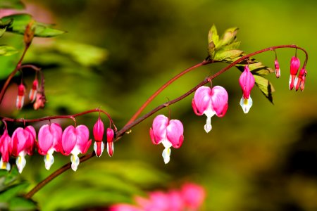 Flower, Flora, Pink, Plant photo