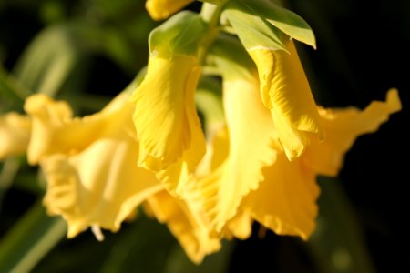 Flower, Yellow, Flora, Plant photo