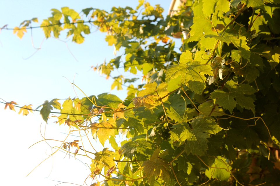 Leaf, Branch, Yellow, Tree