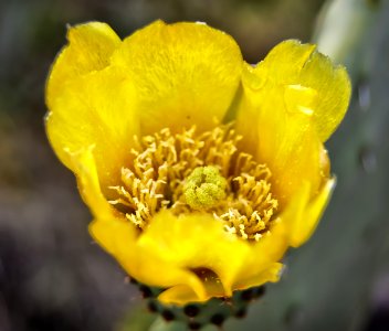 Yellow, Flower, Wildflower, Flora